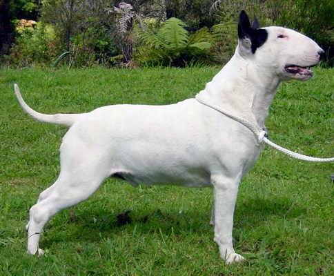 Sly dog miniature bull hot sale terriers